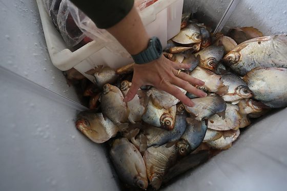 Pescado Irregular