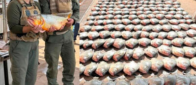 Pesca predatória 
