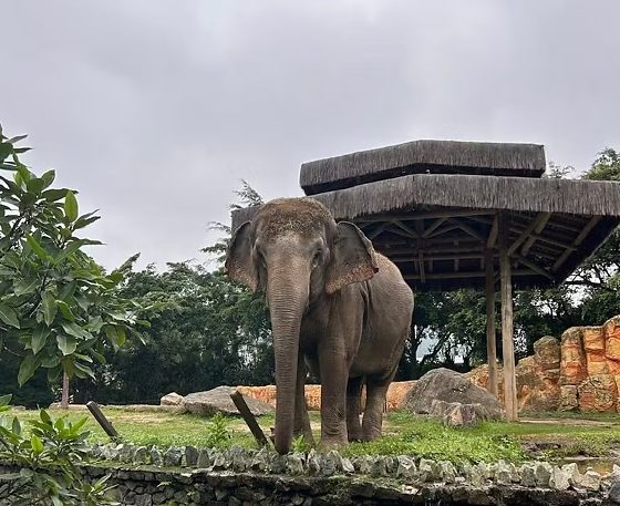 ELEFANTE BABY