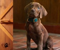 Scooby-Doo Netflix