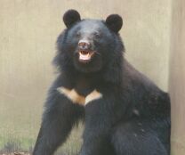 Urso negro do Japão