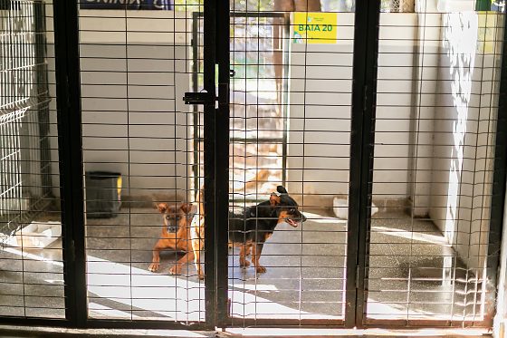 Mais de 40% dos cães resgatados por maus-tratos já estão aptos para adoção