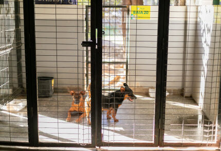 Mais de 40% dos cães resgatados por maus-tratos já estão aptos para adoção 