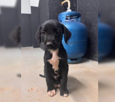 Filhote de cachorro é vítima de abuso sexual no DF