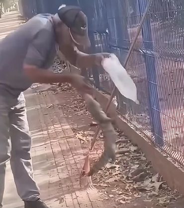 Homem tenta dar água a lagarto e tem dedo arrancado por animal