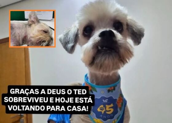 Cão Teddy