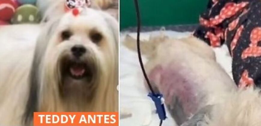 CÃO TEDDY ANTES X DEPOIS