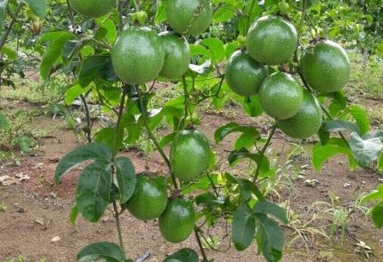 Cultivar-1-e1715877258784.jpg