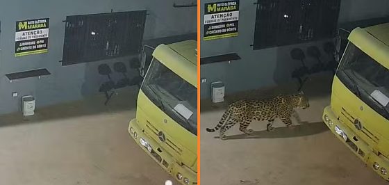 Onça IA