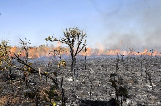 queimadas  Mato Grosso Cerrado