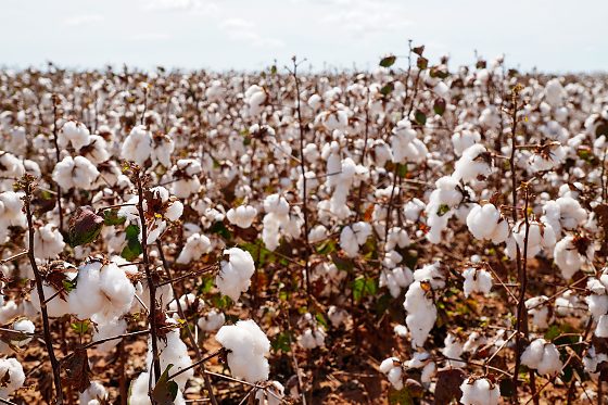 Condições climáticas favoráveis devem levar a produtividade ao maior nível da série histórica acompanhada pelo Imea