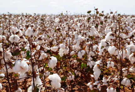 Condições climáticas favoráveis devem levar a produtividade ao maior nível da série histórica acompanhada pelo Imea