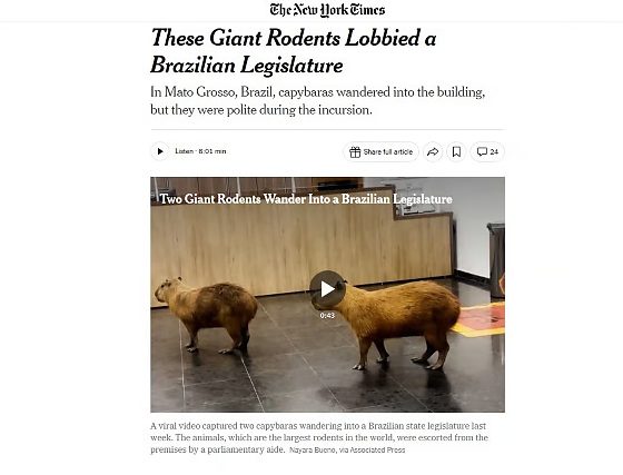 matéria capivara new york times.jpeg