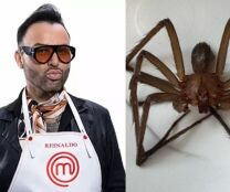 Reinaldo Bockor e aranha marron