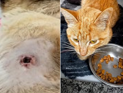 Gatos baleados