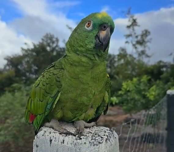 papagaio-campeiro “Bicudo”