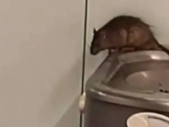 Rato no aeroporto de Guarulhos