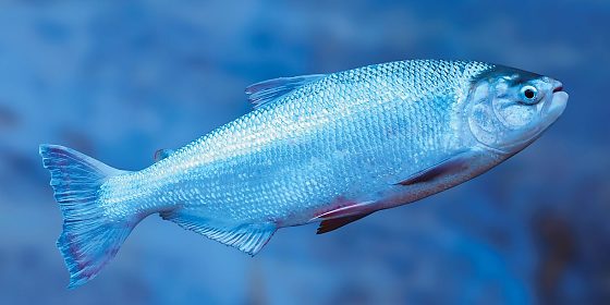 peixe matrinxãs
