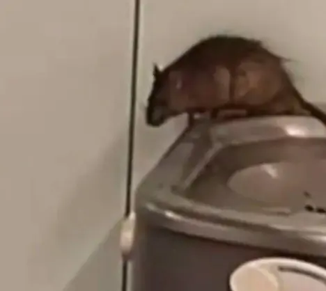 Rato no aeroporto de Guarulhos