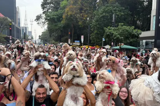 encontro-de-shihtzu-reune-mais-de-1000-caes-na-avenida-paulista.webp