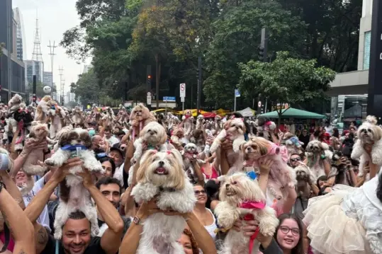 encontro-de-shihtzu-reune-mais-de-1000-caes-na-avenida-paulista.webp