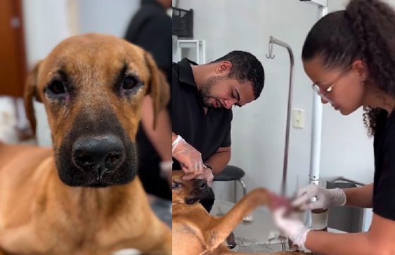 Cão é resgatado após ter pata esmagada e não resiste aos ferimentos
