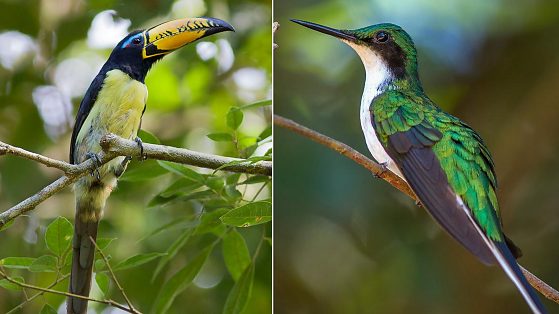 aves na Fazenda São Nicolaué em Cotriguaçu