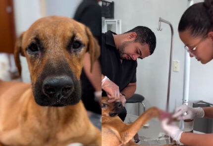 Cão é resgatado após ter pata esmagada e não resiste aos ferimentos 