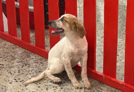 adoção de animais