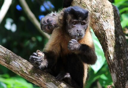 primatas, macacos, censo 