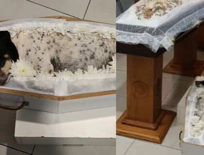 Pai e filhas que morreram em acidente são velados ao lado de cachorrinha 