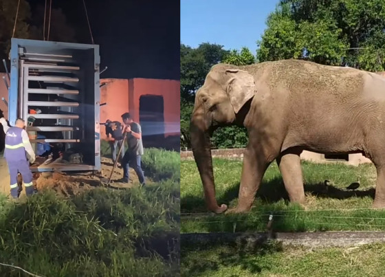 ELEFANTE SANDRO TRANSFERENCIA