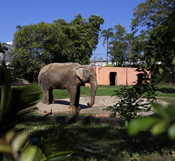 Elefante Sandro