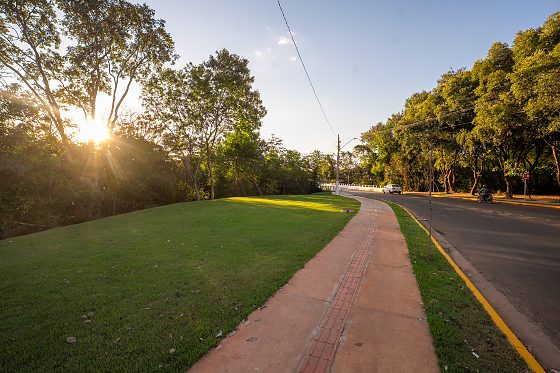 Arborização