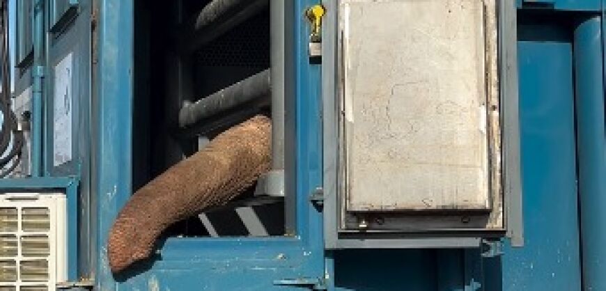 Tranferência elefante Sandro 