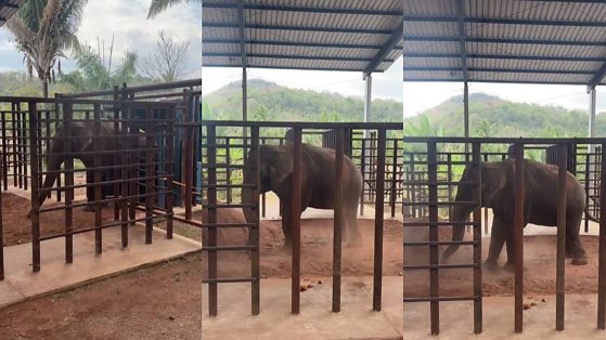 Elefante Sandro chegada em Santuário