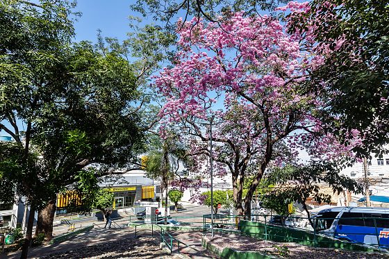 poda de árvore em Cuiabá