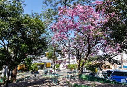 poda de árvore em Cuiabá 