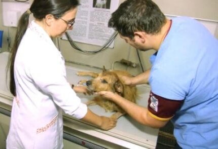 MT irá investir R$7 milhões para criação de hospital público veterinário 