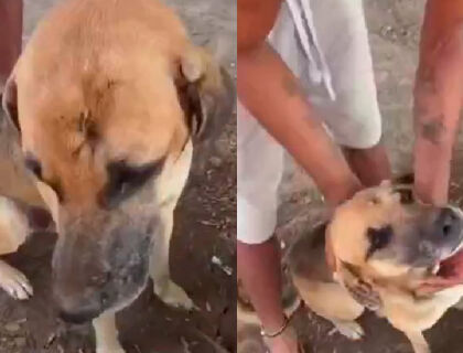 Cãozinho pantaneiro sobrevivente impressiona turistas