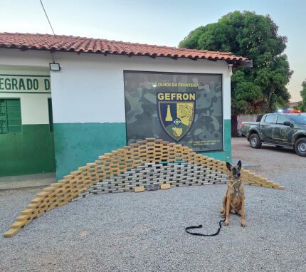 Cão farejador encontra droga durante fiscalização na fronteira em cáceres 