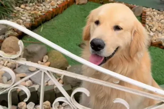 Budy, o cão