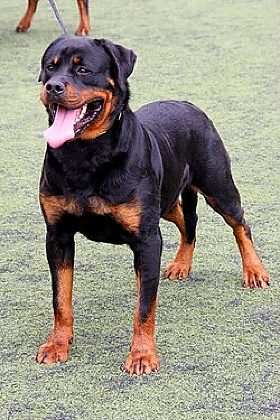 rottweilers