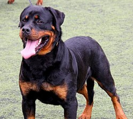 rottweilers