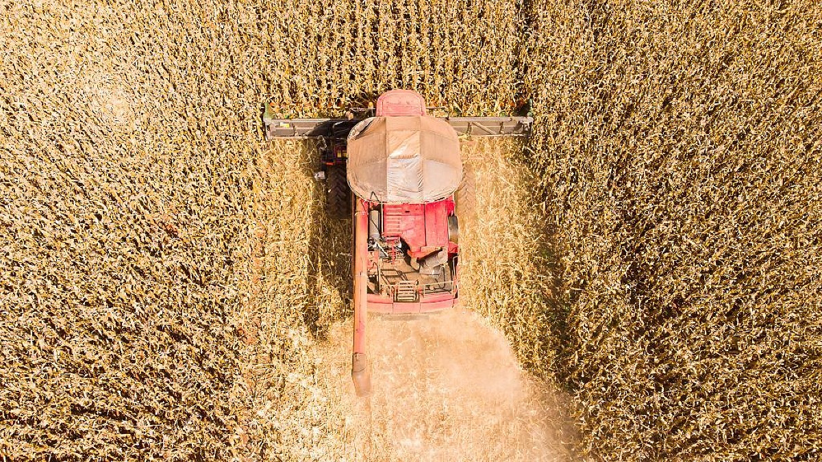 Mato Grosso lidera produção de gergelim no Brasil