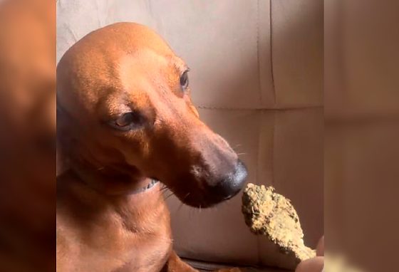 Mulher presa por dar maconha para cãozinho 