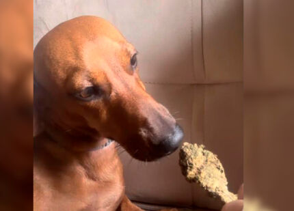 Mulher presa por dar maconha para cãozinho 