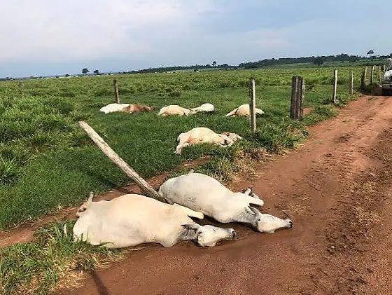 Temporal com raio mata 11 cabeças de boi em propriedade rural
