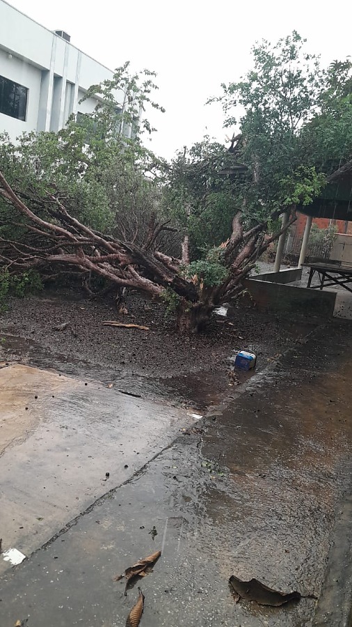 Vendaval causa destelhamentos e derruba árvores em Nobres, MT