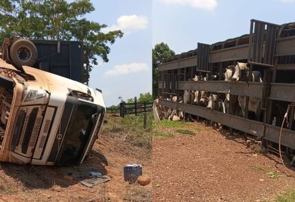 Carreta com 44 gados tomba na MT-325 e motorista fica ferido 